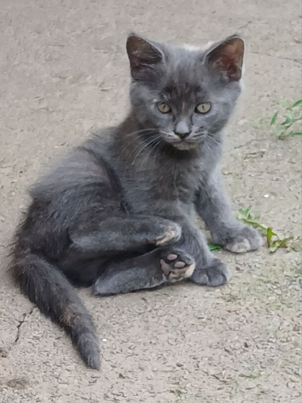 Кошенята в добрі руки