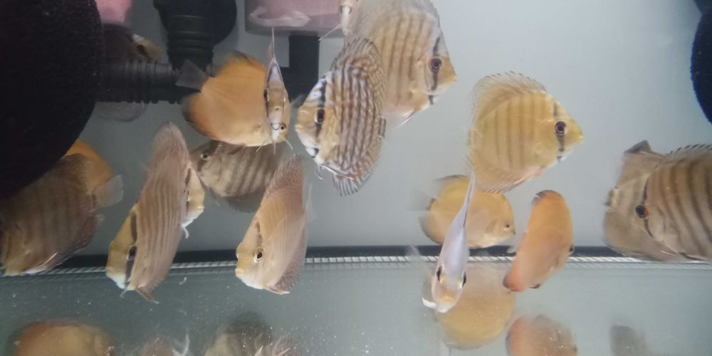 GB Dyskowce blue diamond 4 - 4.5cm