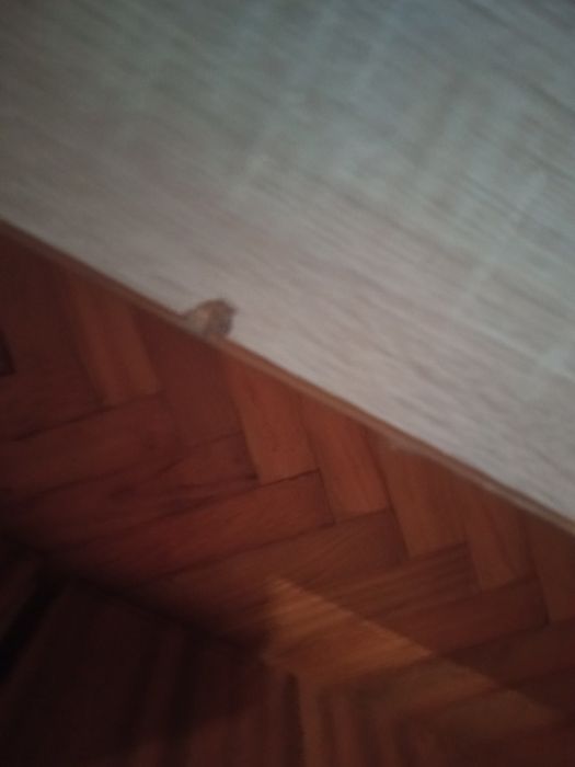 szafka RTV dąb Sonoma z bialyni frontami 120cm