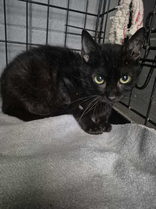 Książe- Kotek szuka domu