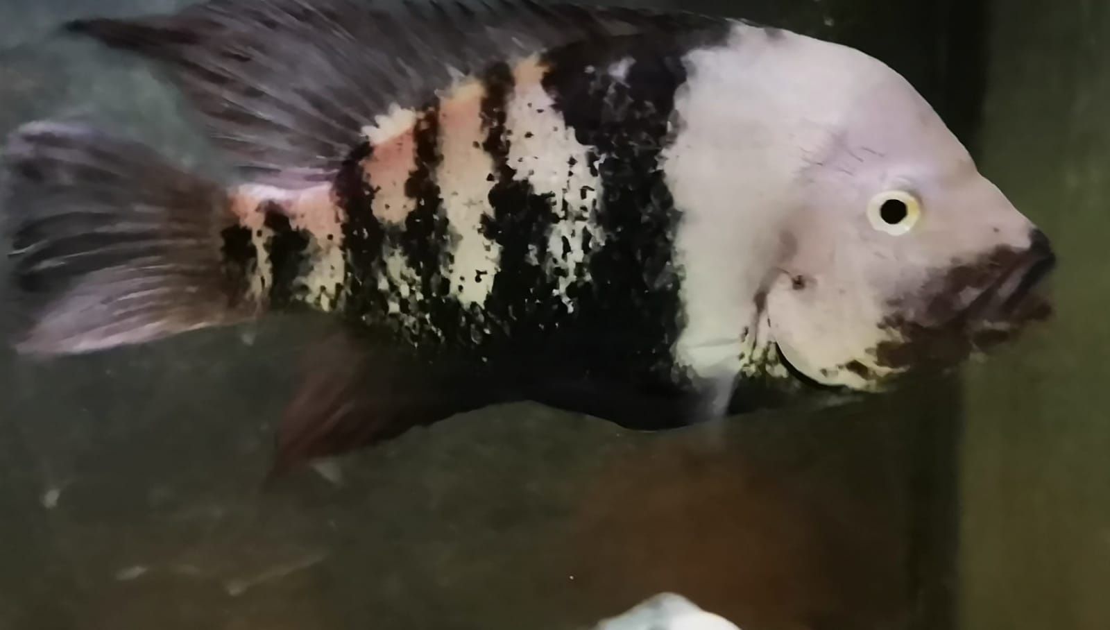 Pielęgnica Astatheros macracanthus