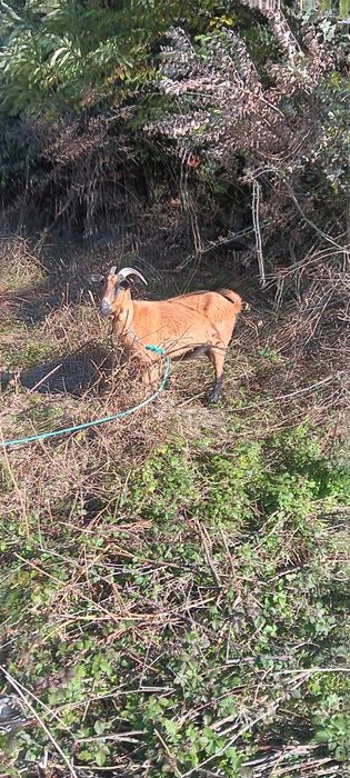 Vendo duas cabritas