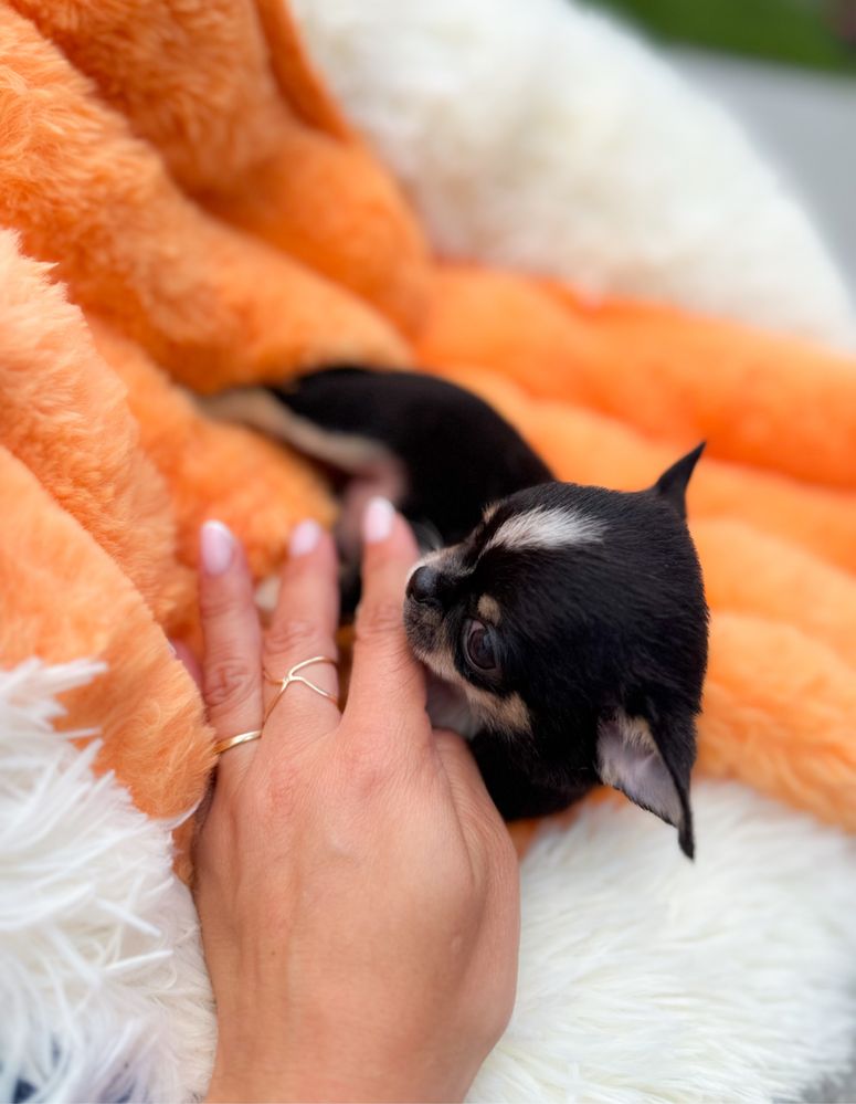 Piękny krótkowłosy MIKRO XS chlopiec Chihuahua.