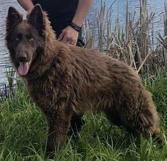 Owczarek Niemiecki Czekoladowy Szczeniak