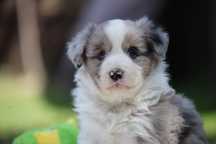 Border Collie ZKwP/FCI cudna dziewczynka