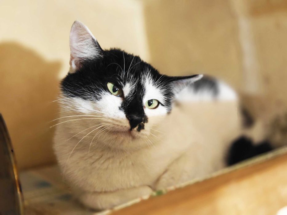 Термінове прилаштування! Киця Мілка 1рік няшна ніжна спокійна кішка