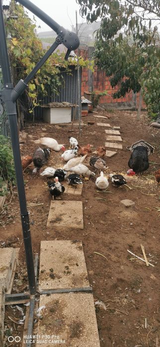 Patos mudos Grandes e pequenos