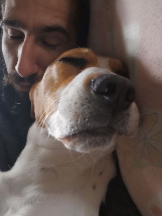 Beagle para acasalar