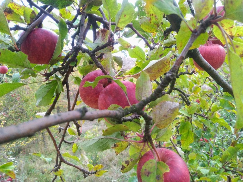 Pyszne i soczyste jabłka z natury
