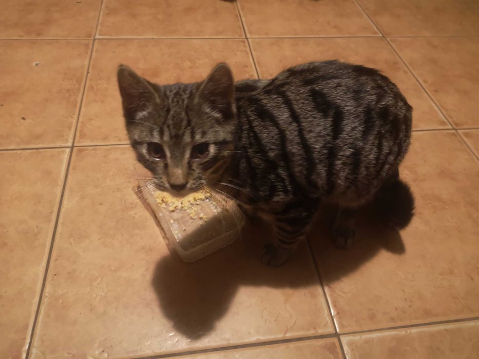 Bury kotek do oddania