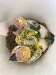 Aratingas solares