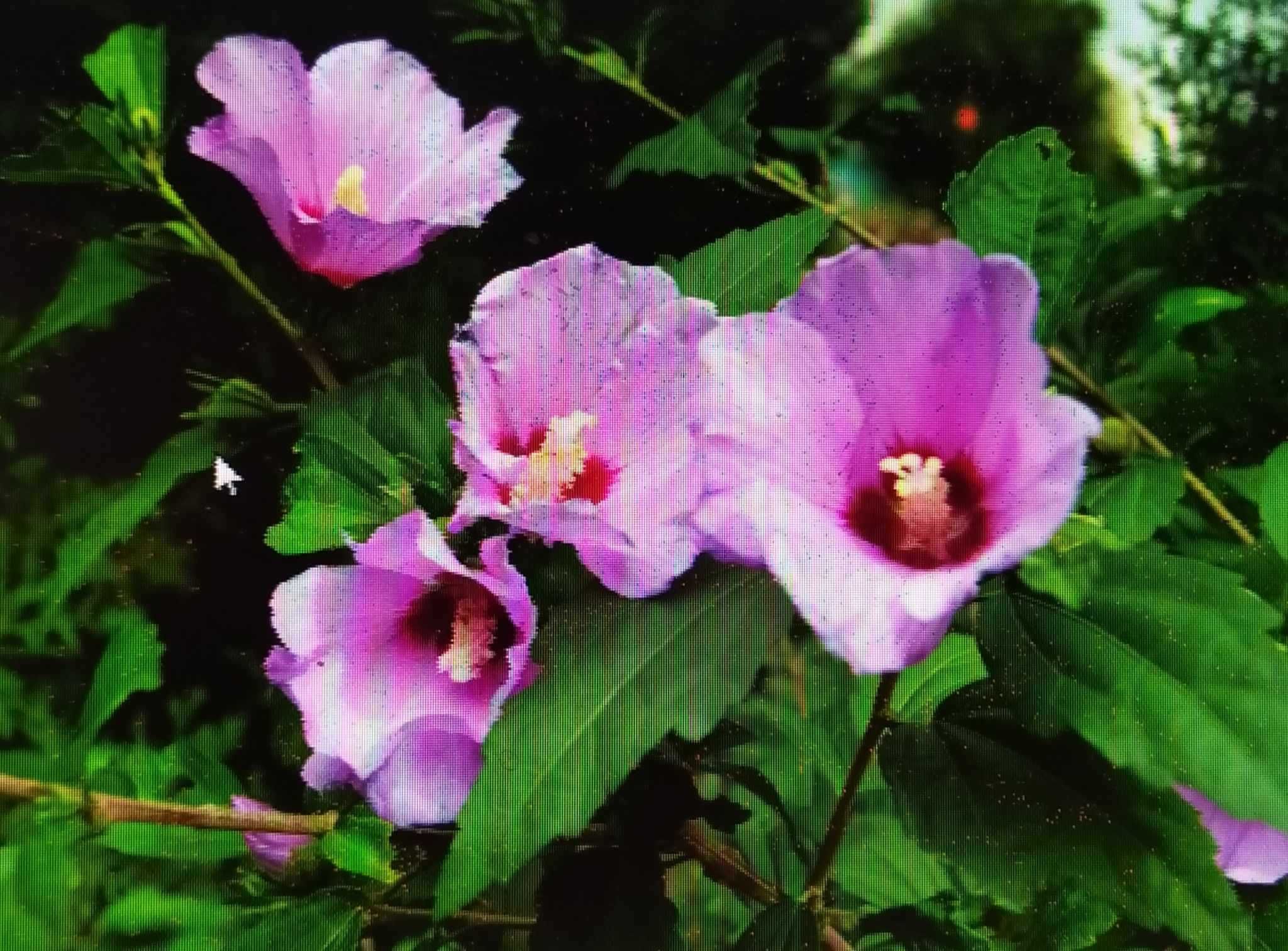 Hibiskus  100 cm wysokości