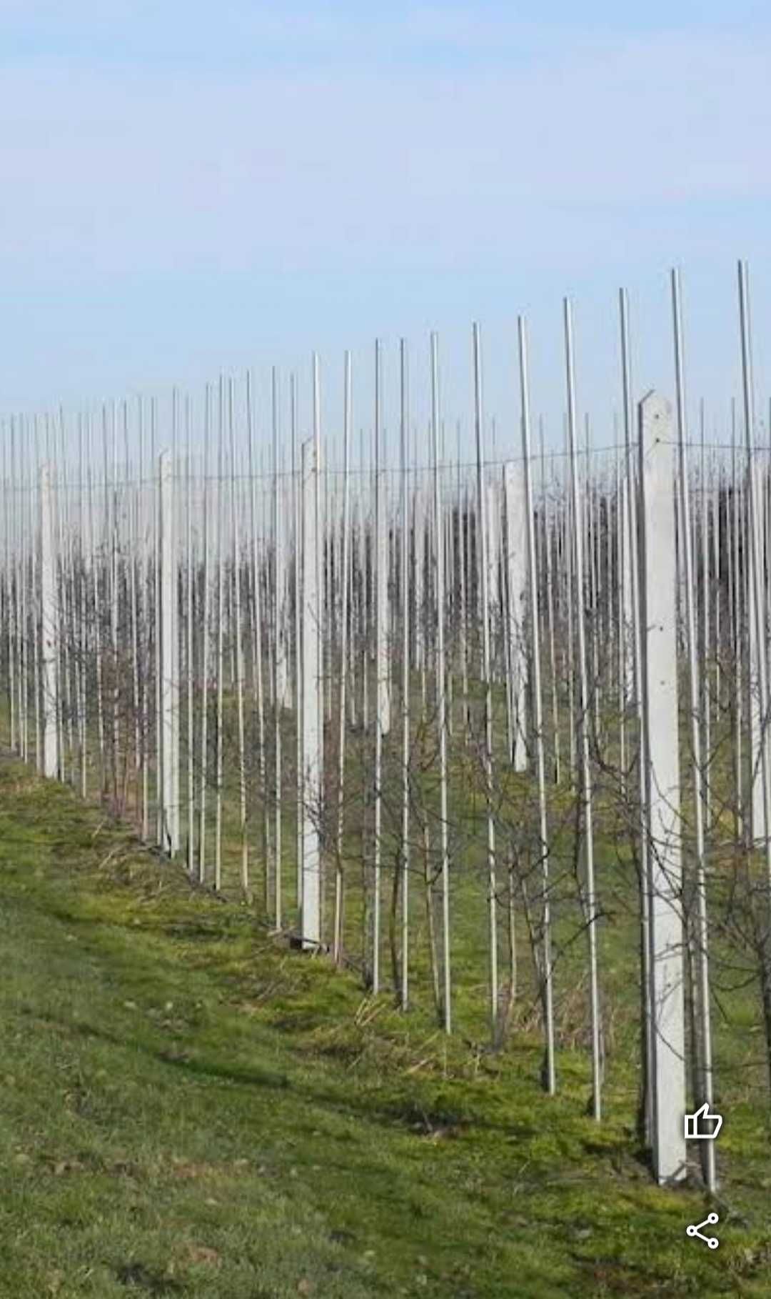 słupki betonowe do siatki leśnej i sadów