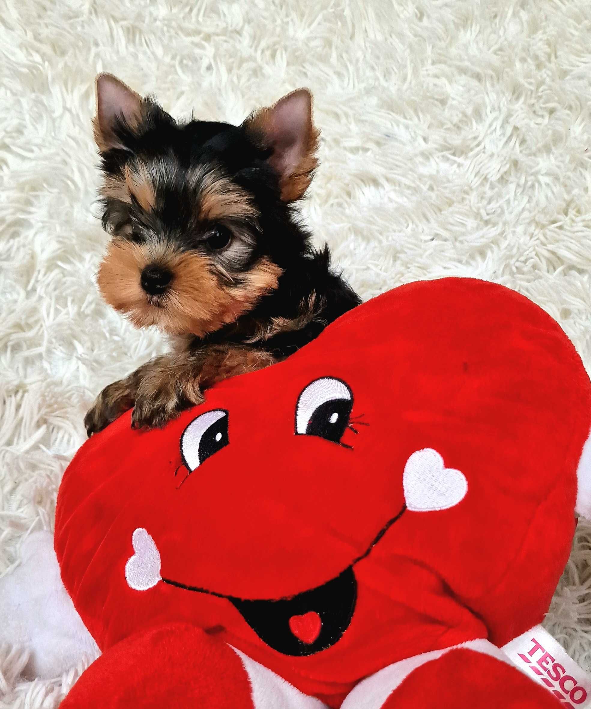 York, Yorkshire terrier - ZKwP (FCI) GWARANCJA pochodzenia rasy !