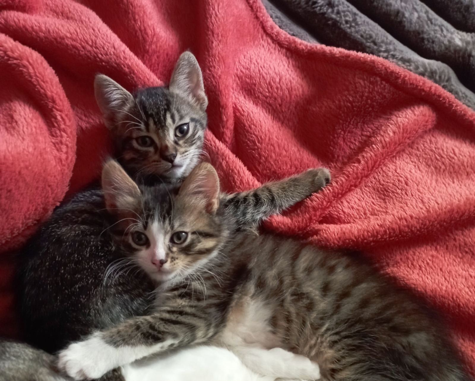 Котики в добрі руки 2-х місячні.