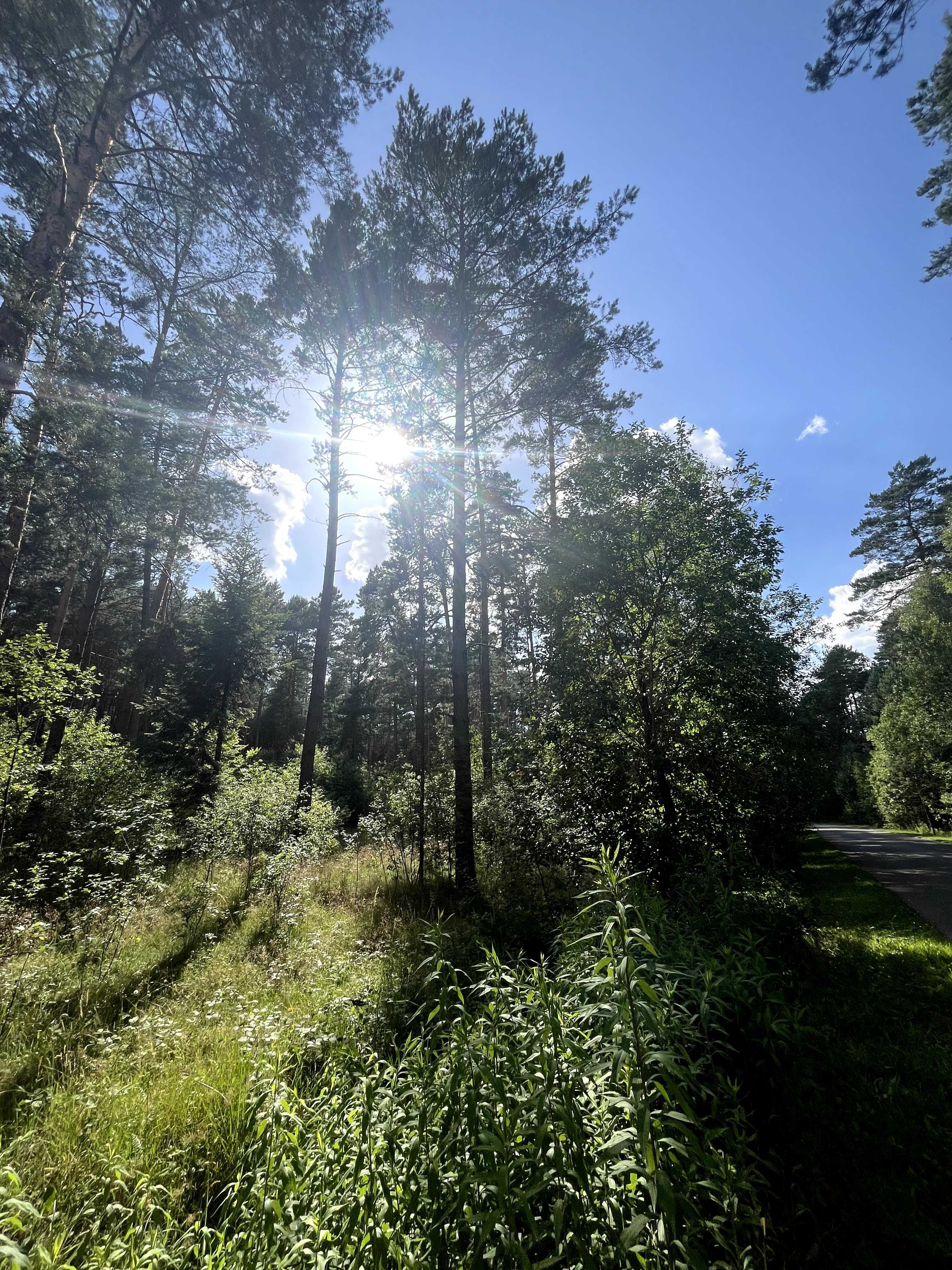Działka inwestycyjna (66,53 arów)  - Huta Szumy (Roztocze, Susiec)