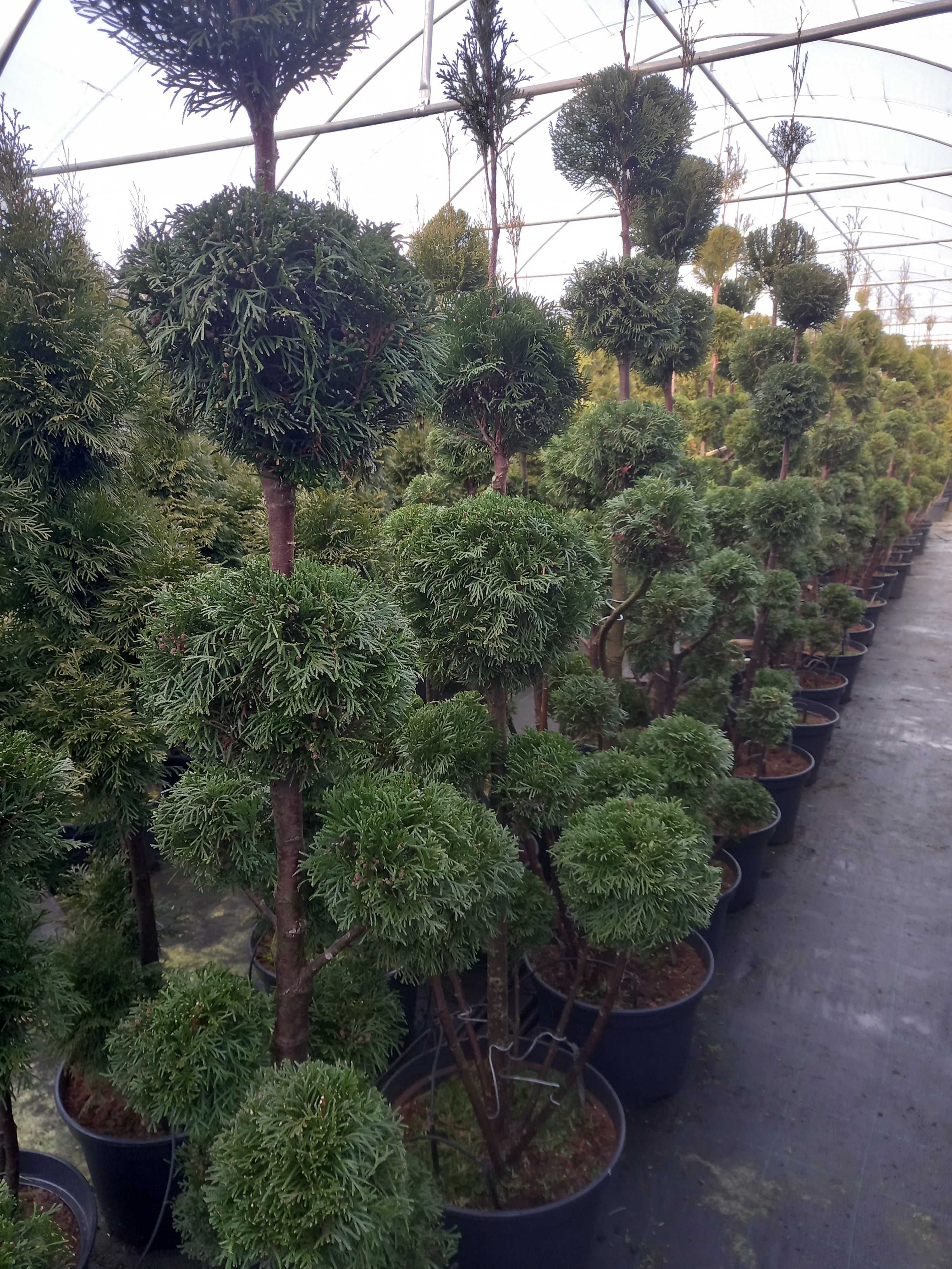 Tuje SZMARAGD (Thuja Smaragd), formowana, PRODUCENT, Tuja. RADOM