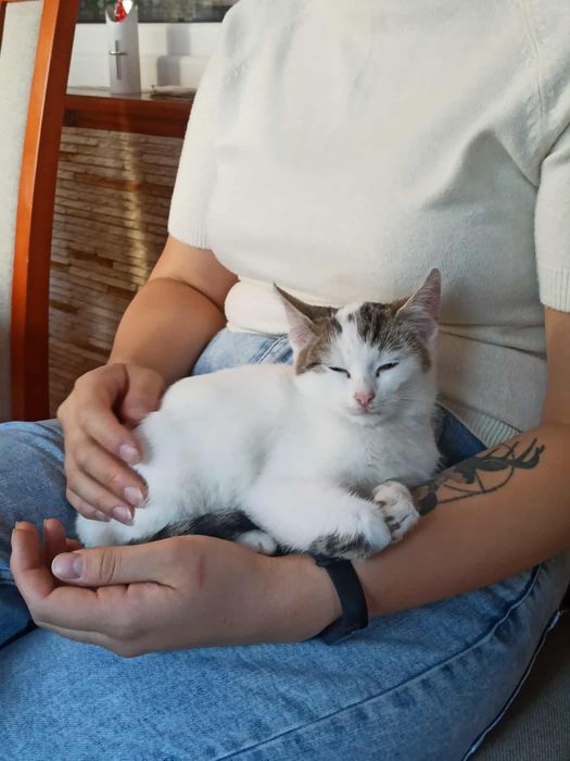 Mały kotek do oddania, odrobaczony, zaszczepiony