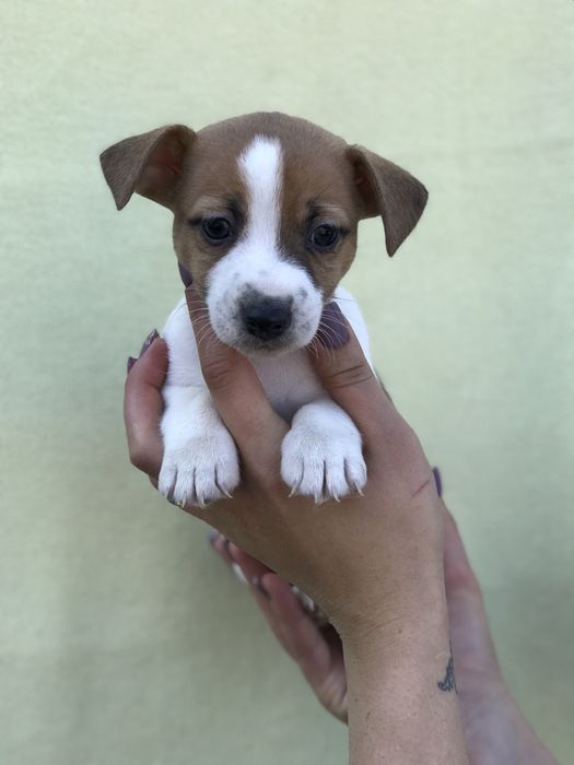 Найкращий друг для вас джеки