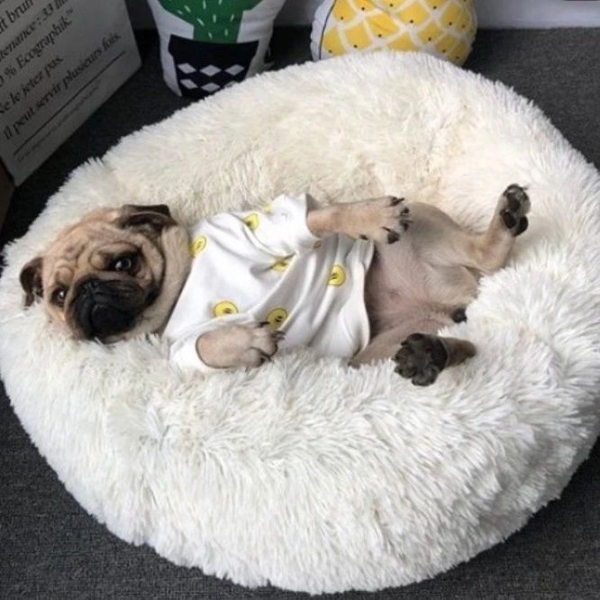 Лежанки для котов и собачек