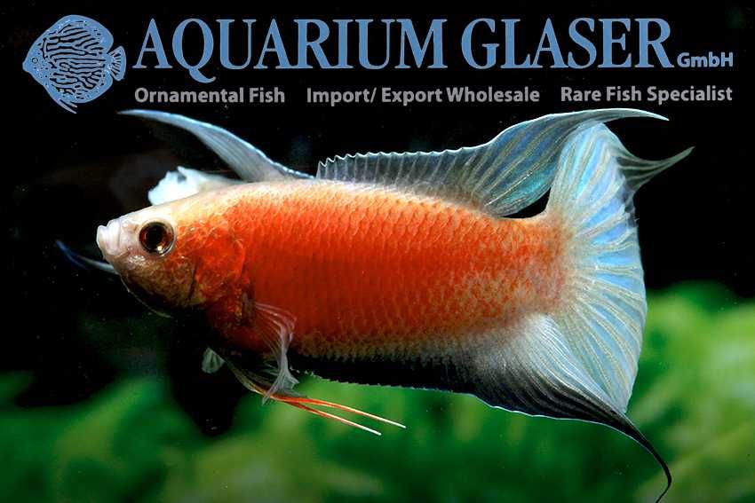 Macropodus ocellatus fire&ice