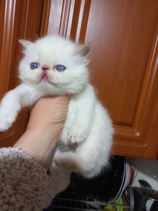 Персидські кошеннята