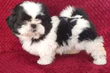 Shih Tzu puchaty piesek z rodowodem SWKIPR