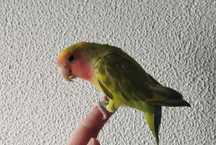 Agapornis roseicollis domesticado 2024 arlequim