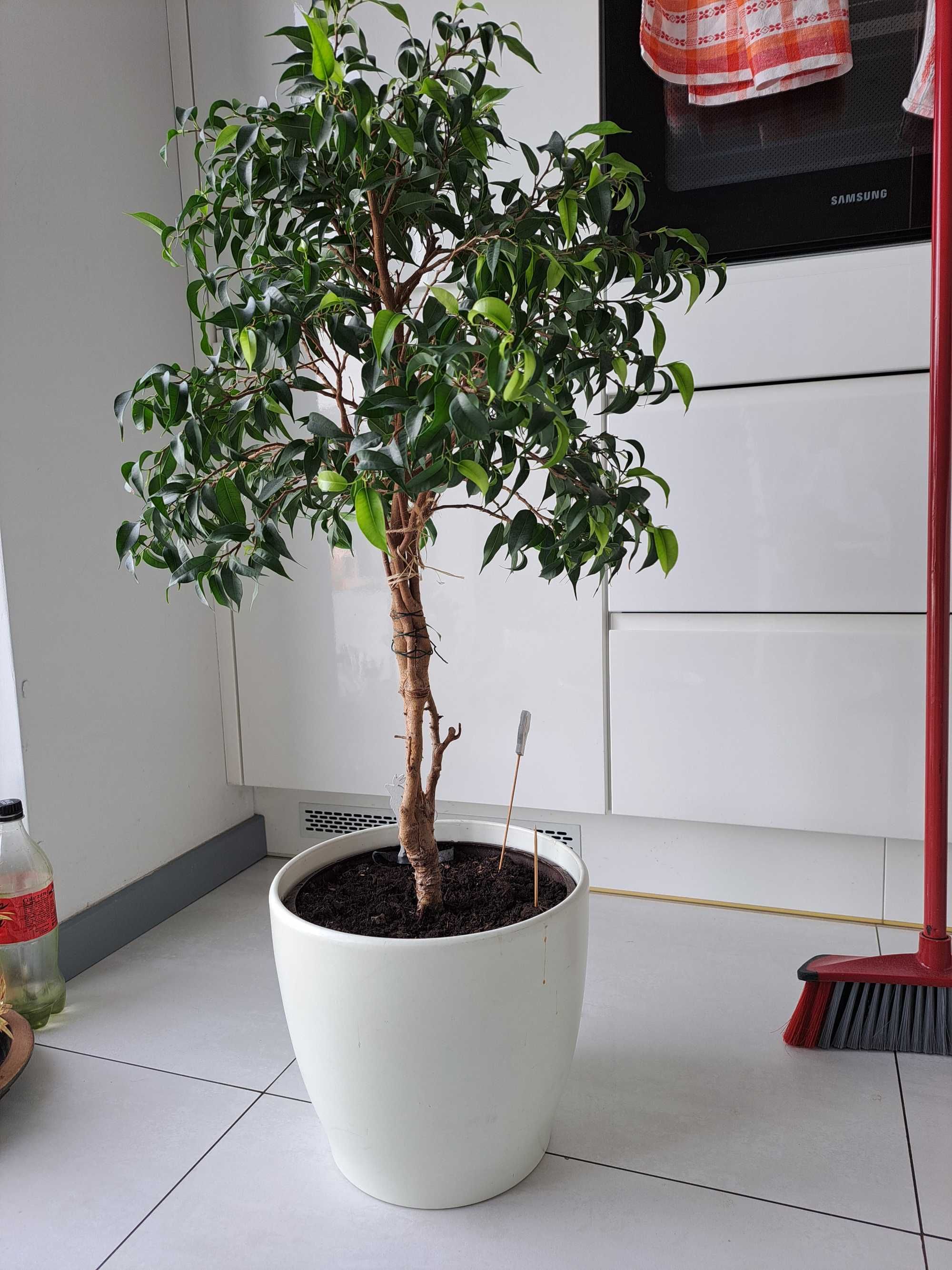 Kwiat ficus benjamin