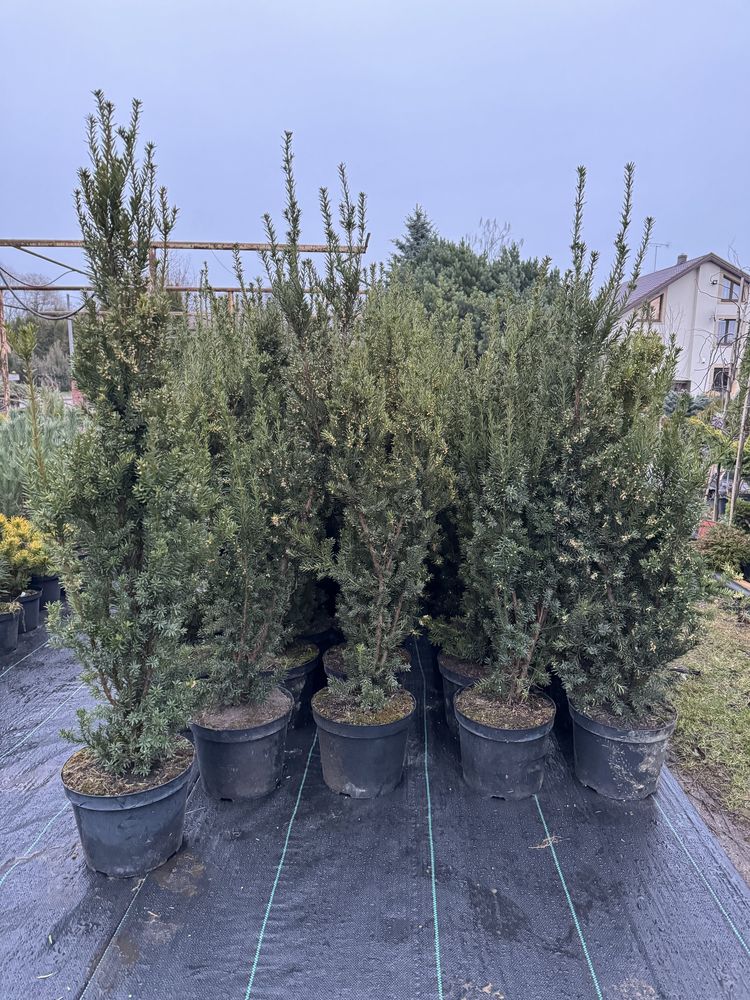 Taxus ×media 'Hilli' cis pośredni 'Hillii'