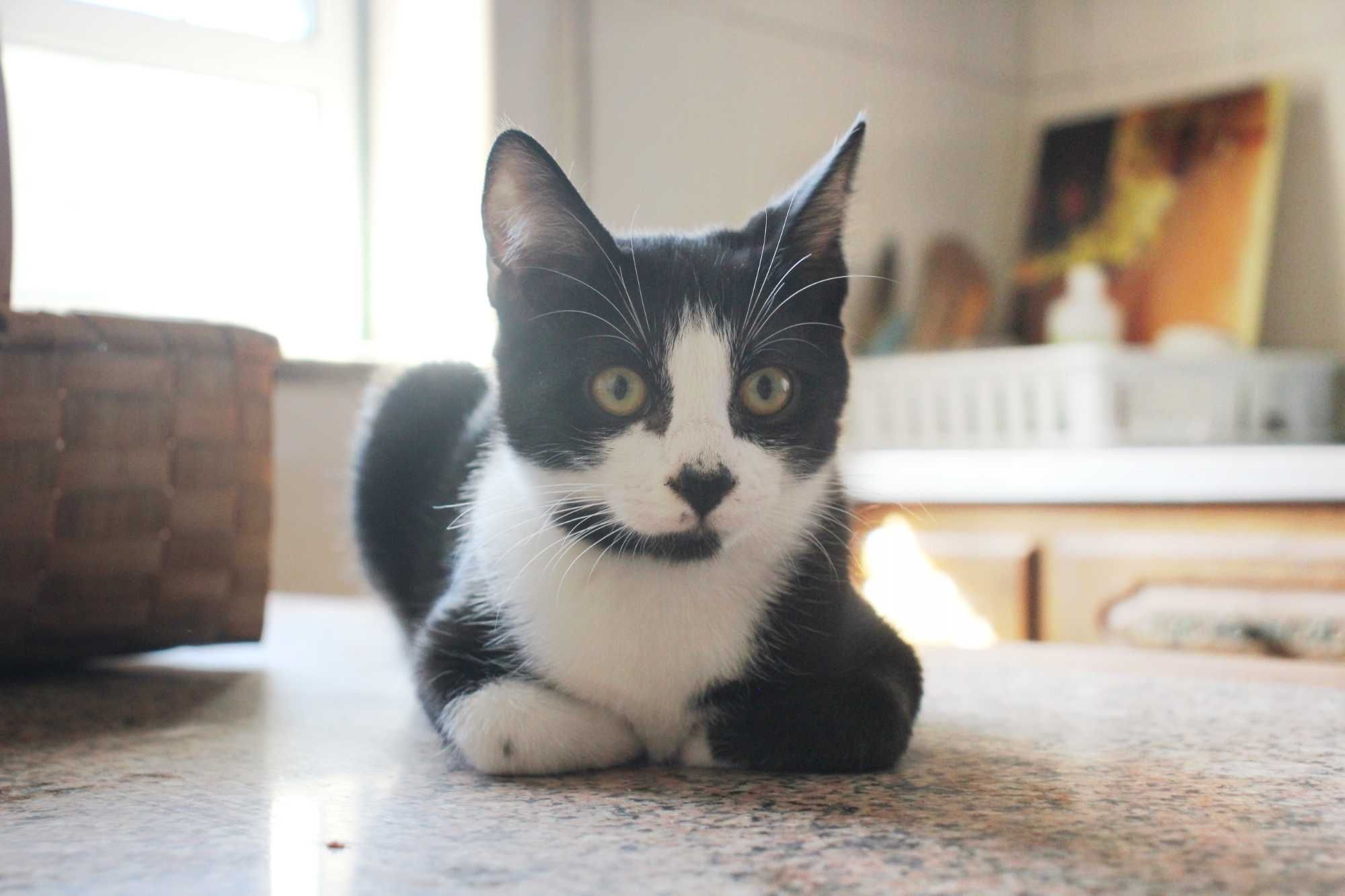 ESTERILIZADA | Gatinha disponível para adoção muito responsável