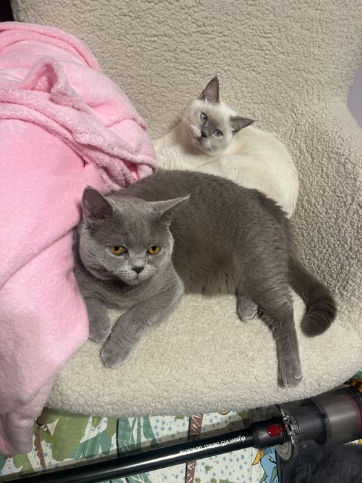 Sprzedam koty brytyjskie