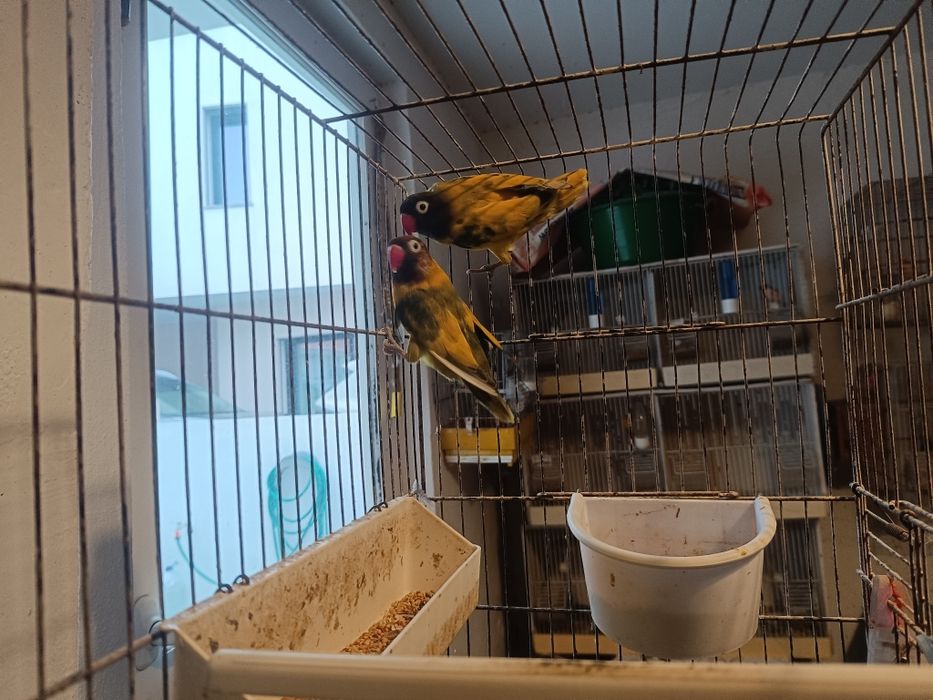 Personatas para venda