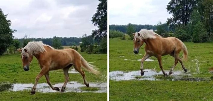 Piękny kary ogierek - Grand - zamiana na bryczkę