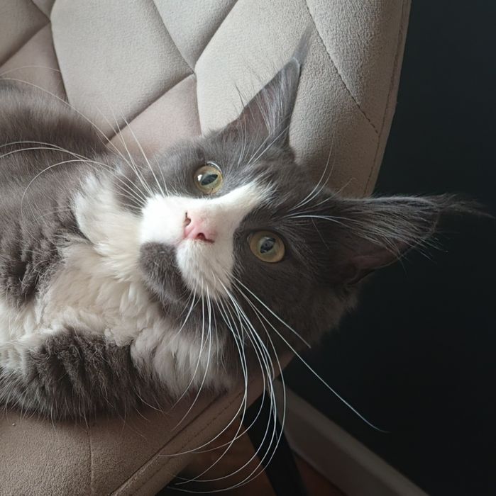 Rezerwacja!!! Piękna kotka - Nefretete