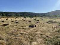 FENO SECO À VENDA - Lote 200 fardos