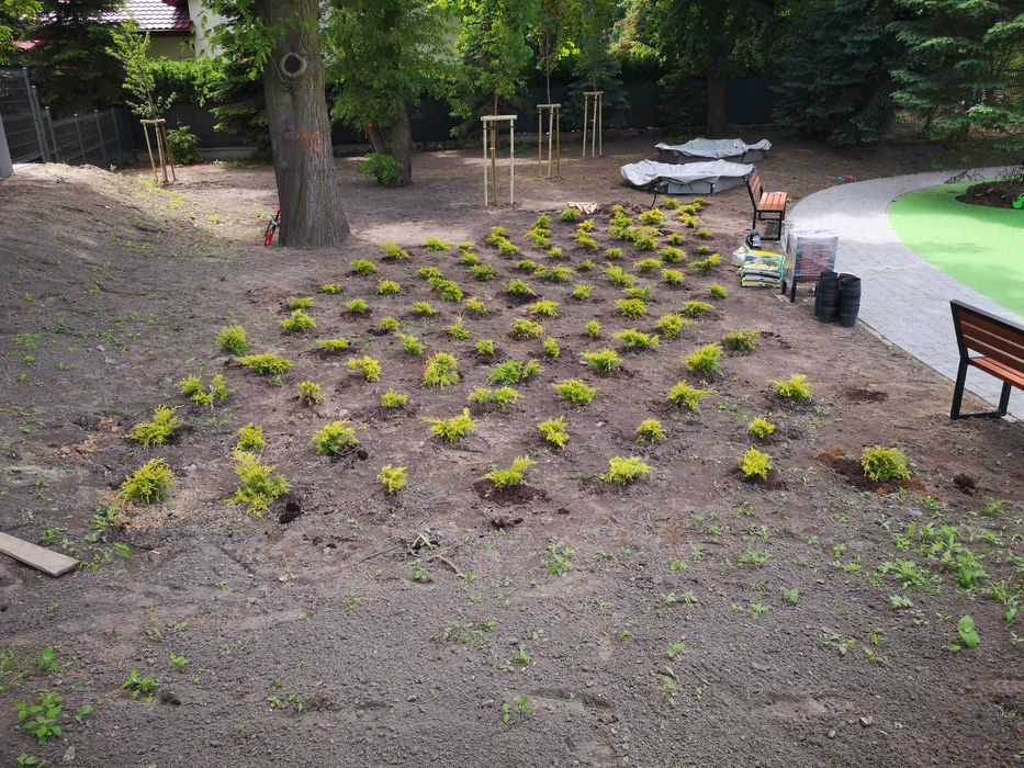 Drzewa, sadzenie drzew, nasadzenia zastępcze, klon, dąb, lipa, wiśnia