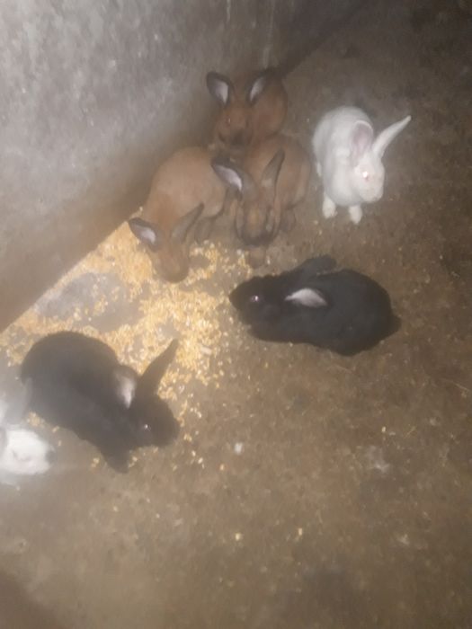 Кролички парувального віку.