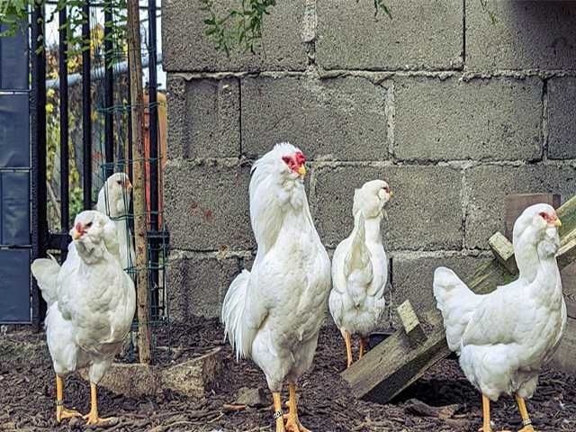 Яйцо на інкубацію курей Орловська чорна, мармурова, біла.