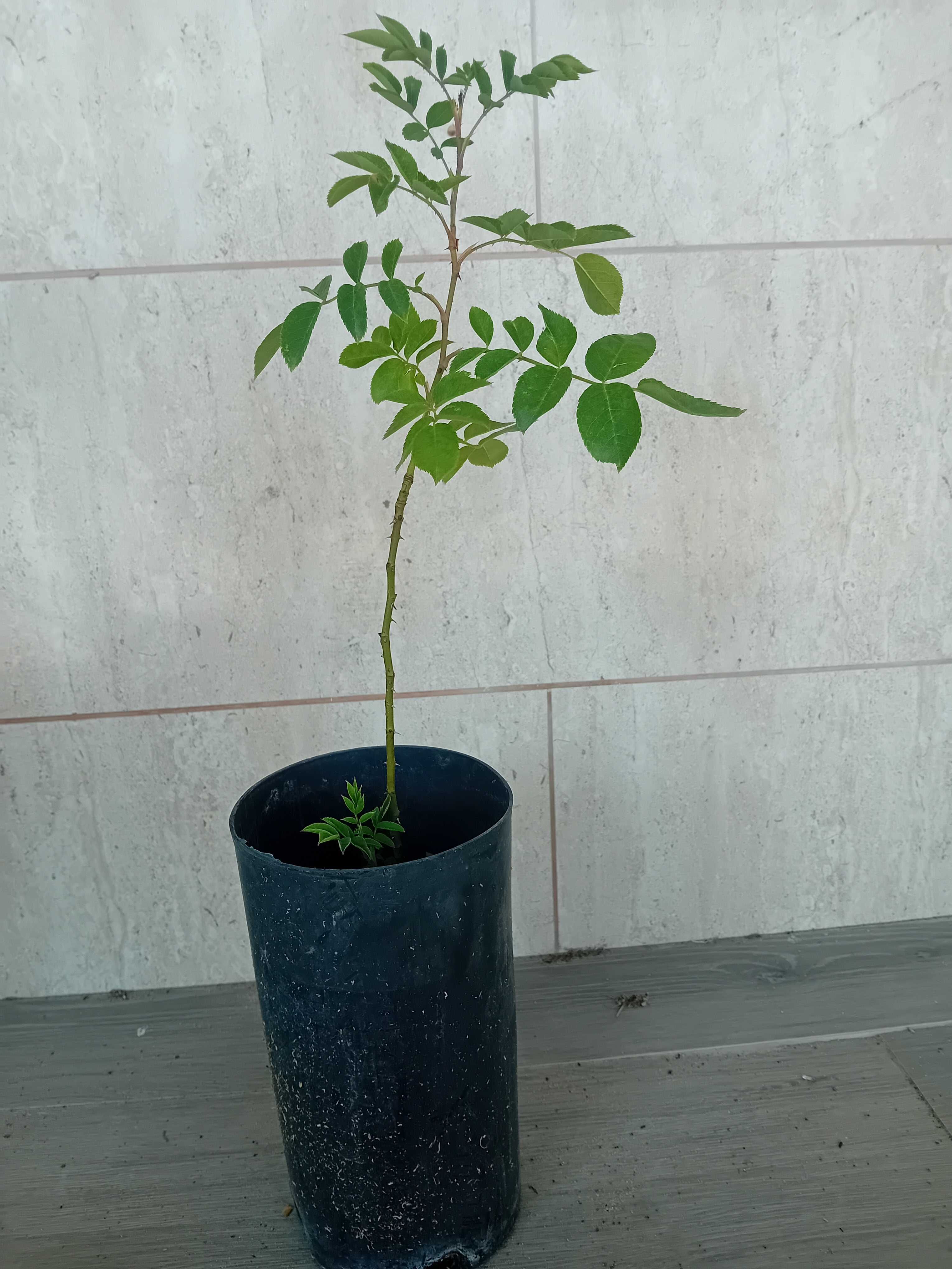 Roseira trepadeira branca