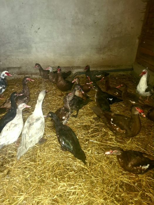 Kaczki piżmowe francuskie amerykańskie