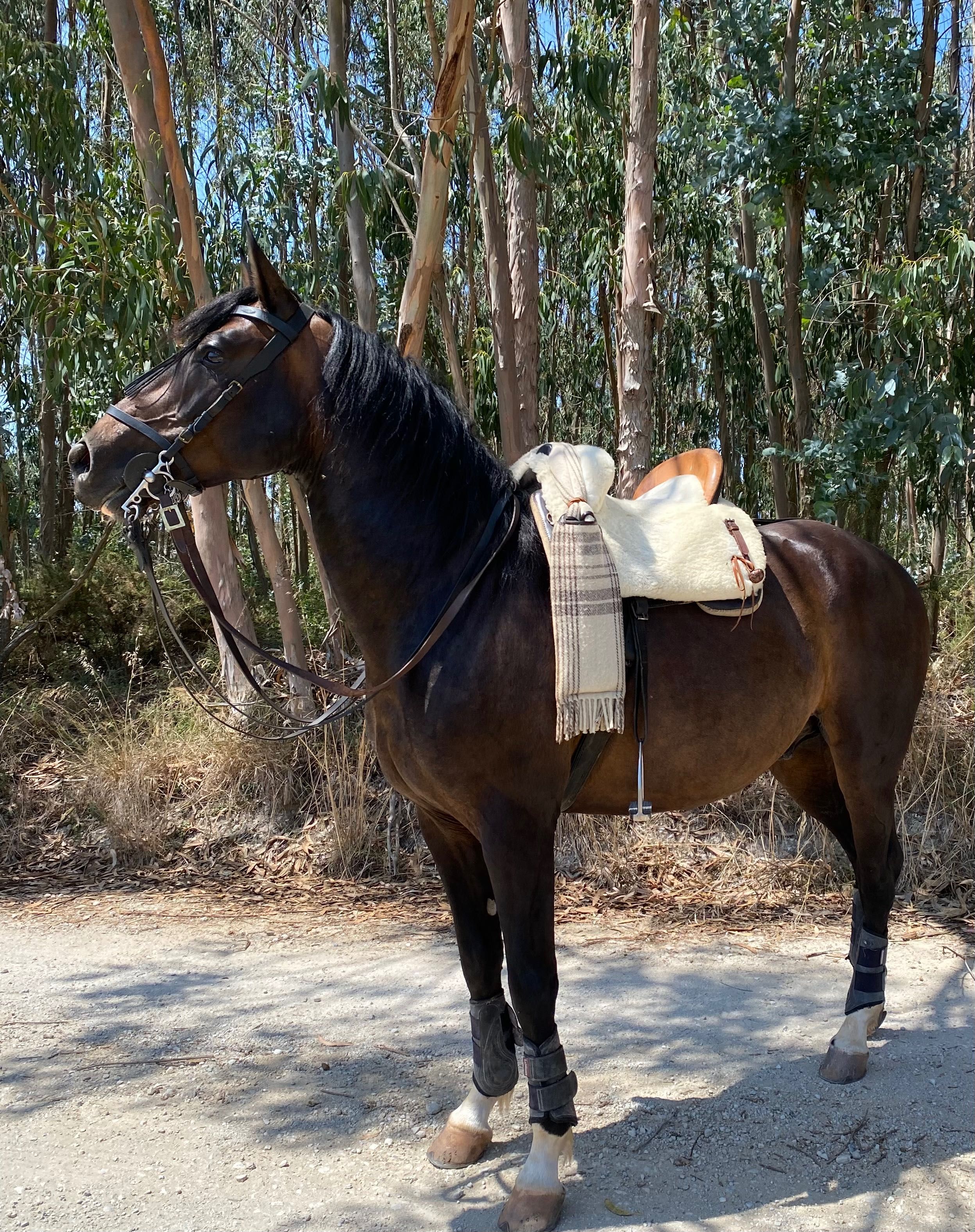 Montura espanhola