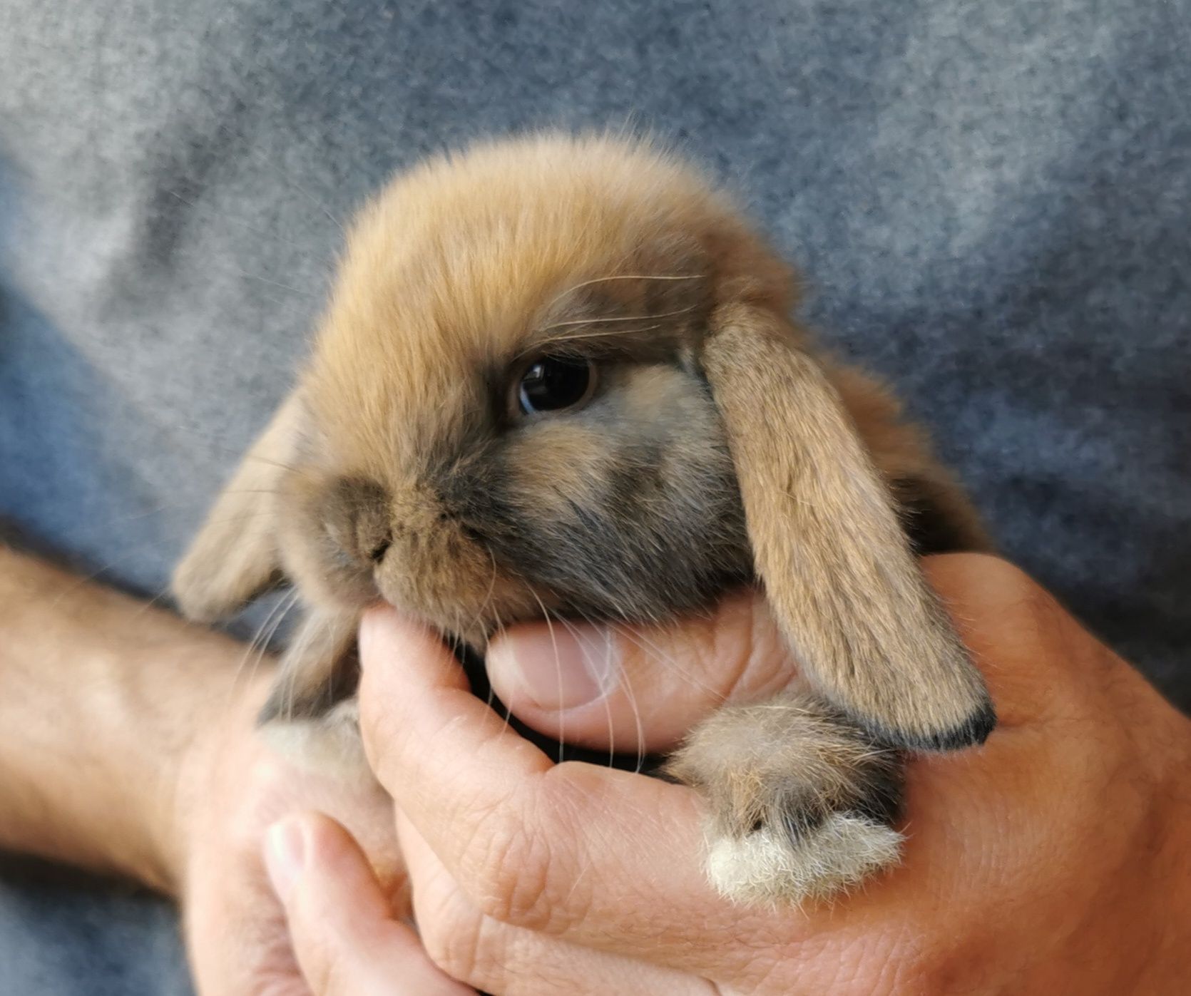 Coelhos anões mini Lop(orelhudos) muito dóceis, KIT completo