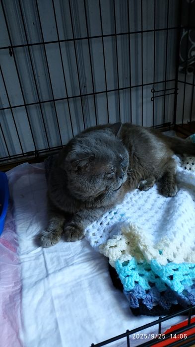 Відам в добрі руки