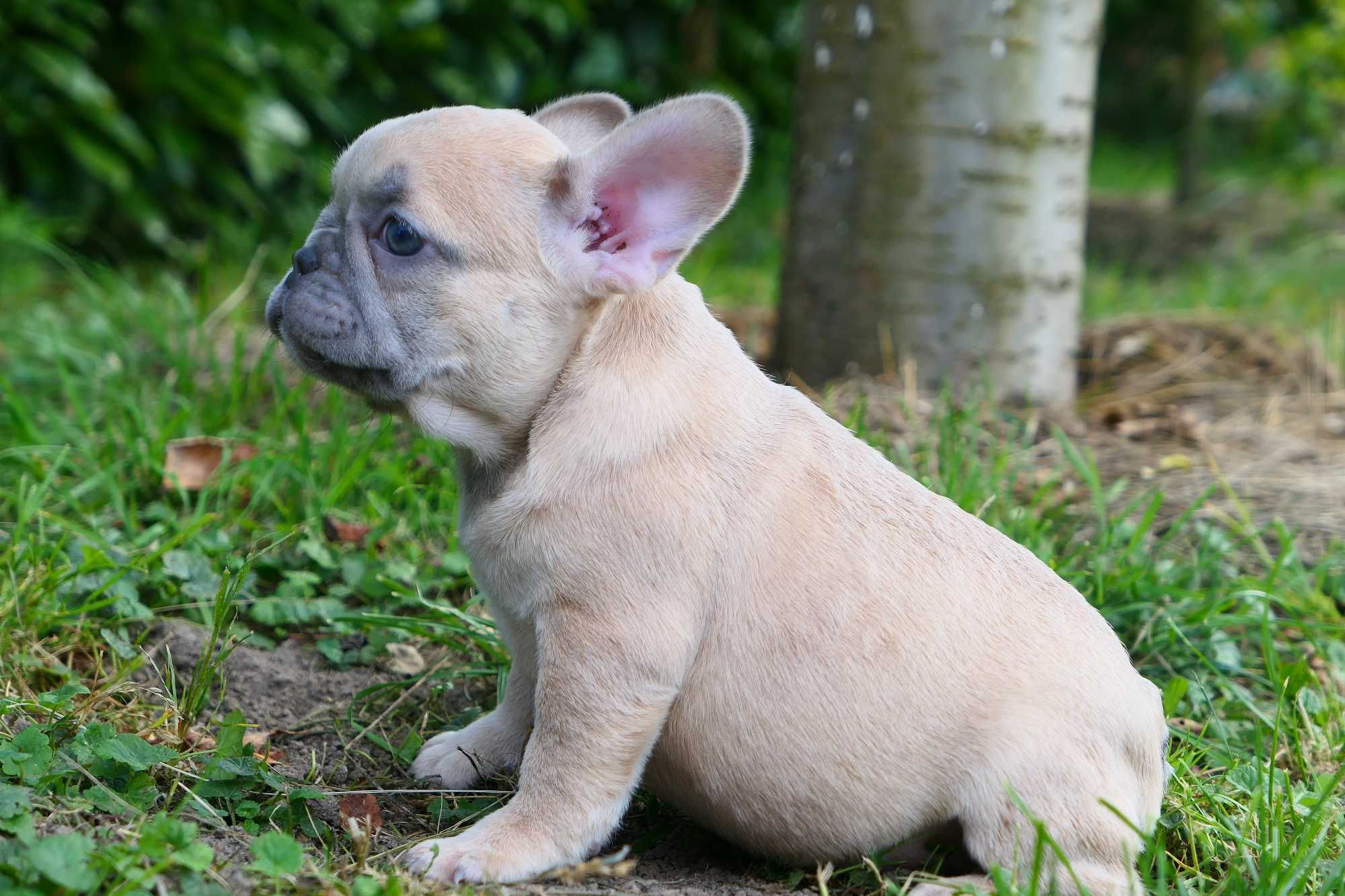 Buldog Francuski- Suczka