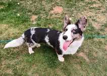 Welsh Corgi Cardigan dorosła suczka