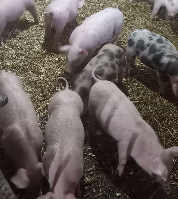 Продаються поросята