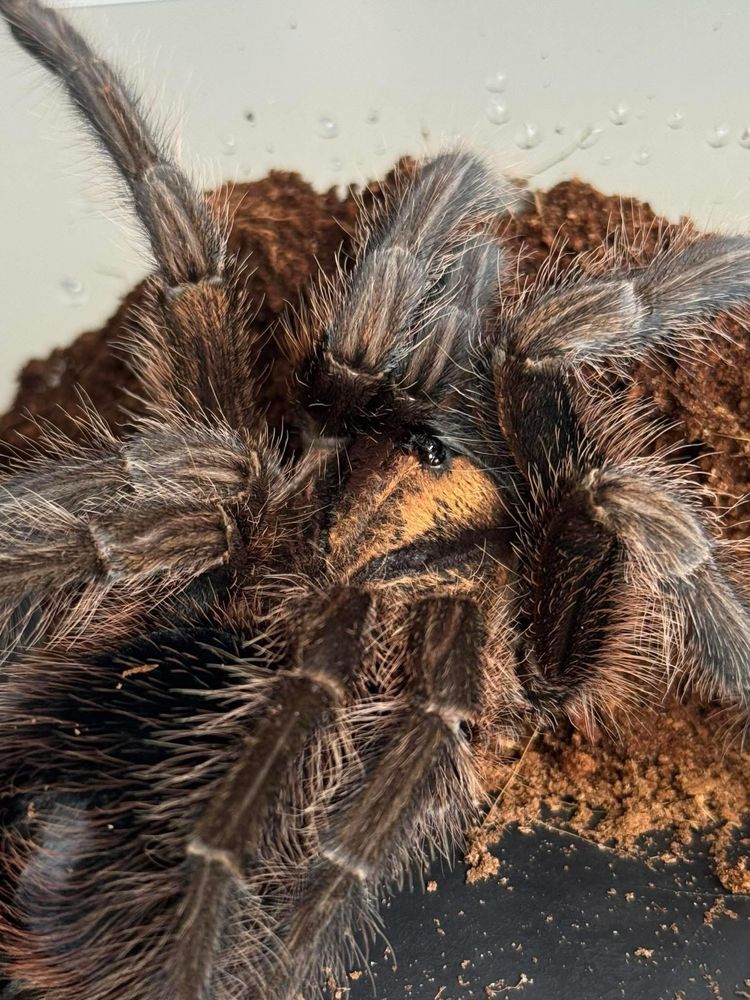 Phormictopus atrichomatus L1/L2 - pakiety