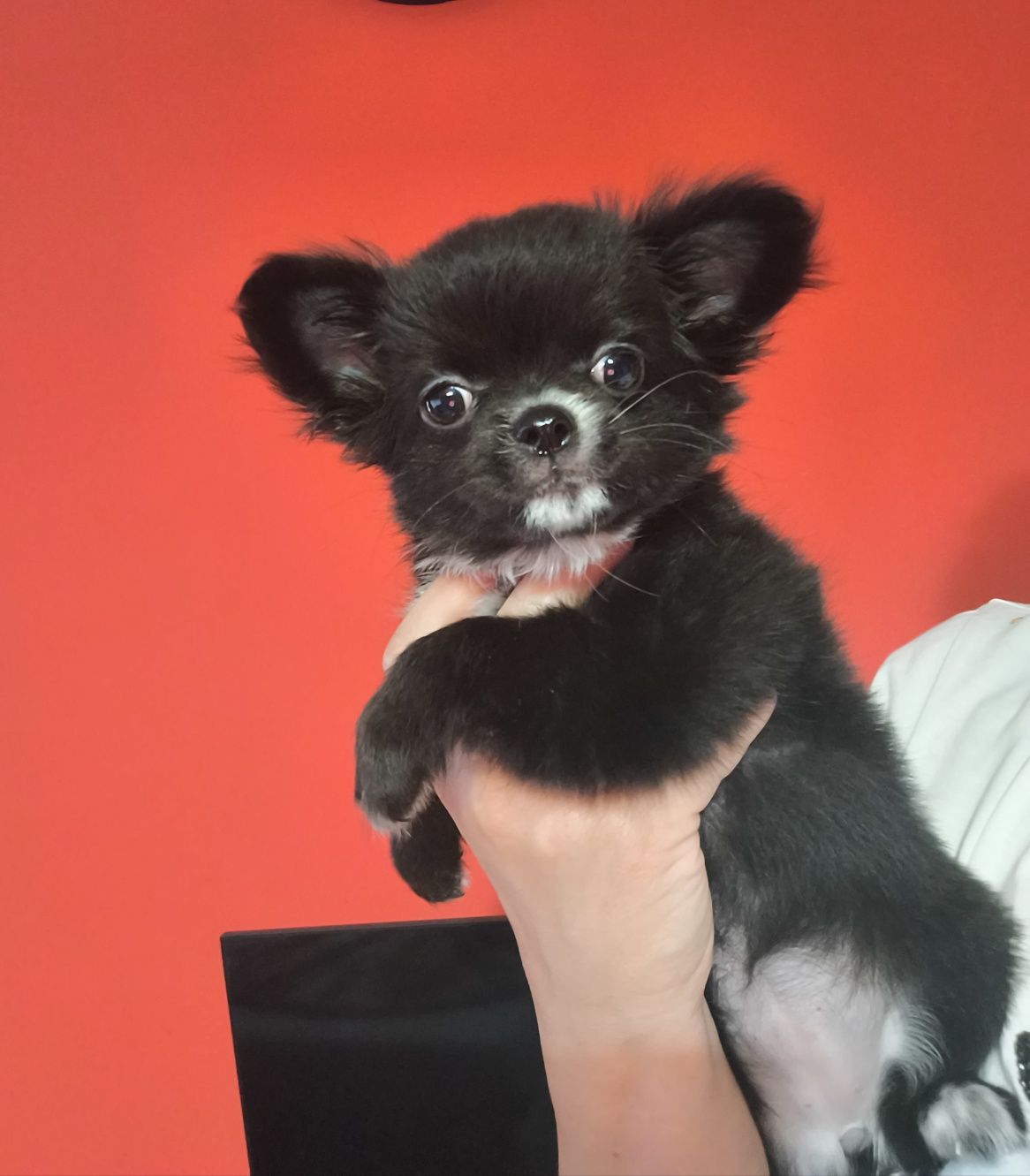 chihuahua długowłosa