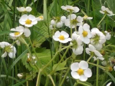 Poziomka Wysoka (Fragaria Moschata) 10 Sztuk